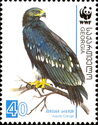 Greater Spotted Eagle (Aquila clanga)
